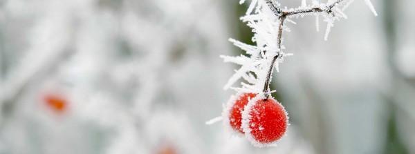 sentuntee_kuopion_energia_kaukolampo_koti_lammin_bioenergia_luontoystavallinen_energia_talvi_lumi_pihlaja_77